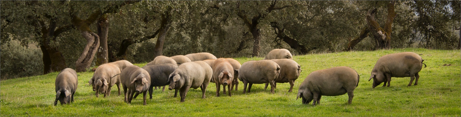 Elaboramos exclusivamente Ibéricos de bellota